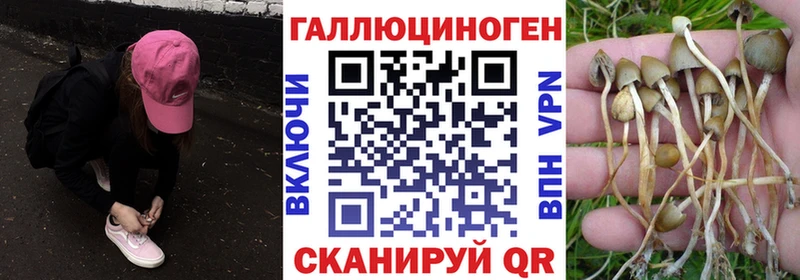 Купить  Тутаев  Галлюциногенные грибы Cubensis 
